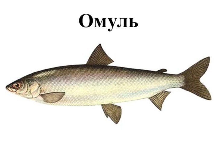 Омуль