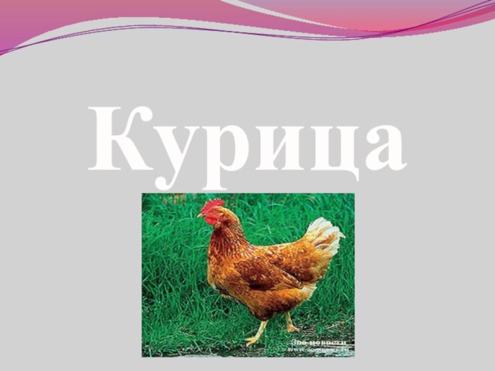 Курица