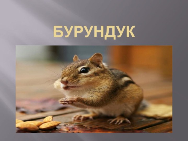 Бурундук