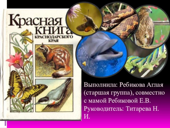 Выполнила: Ребикова Аглая (старшая группа), совместно с мамой Ребиковой Е.В.  Руководитель: Титарева Н.И.