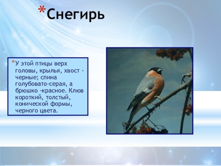 Снегирь У этой птицы верх головы, крылья, хвост - черные; спина голубовато-серая,