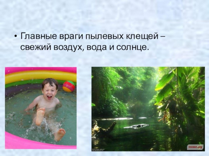 Главные враги пылевых клещей – свежий воздух, вода и солнце.