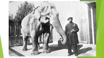 презентация Блокадный зоопарк презентация к уроку (старшая группа)