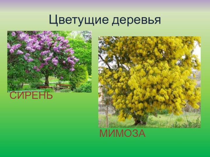 Цветущие деревьяСИРЕНЬМИМОЗА