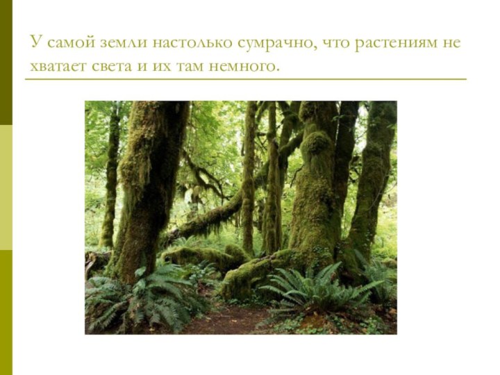 У самой земли настолько сумрачно, что растениям не хватает света и их там немного.