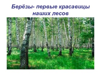 Презентация о берёзе к конкурсу Знатоки природы презентация к уроку по окружающему миру по теме