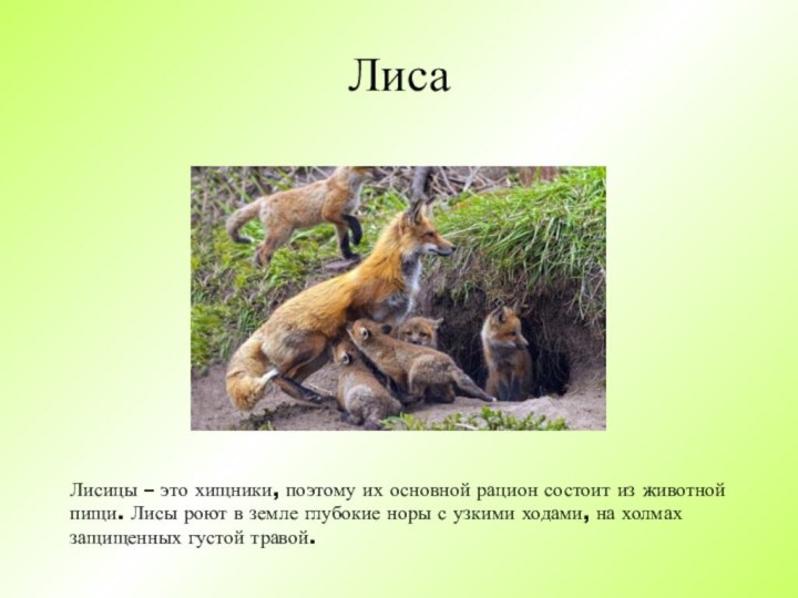 ЛисаЛисицы – это хищники, поэтому их основной рацион состоит из животной пищи.