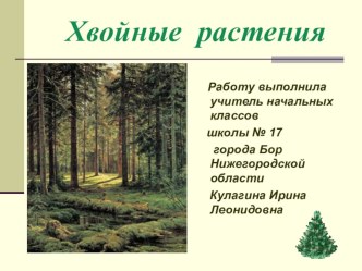 Хвойные растения презентация к уроку по окружающему миру по теме