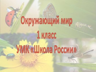 Конспект урока Насекомые 1 класс план-конспект урока по окружающему миру (1 класс)