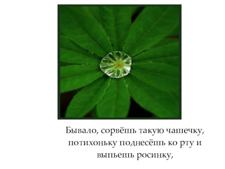 Бывало, сорвёшь такую чашечку, потихоньку поднесёшь ко рту и выпьешь росинку,