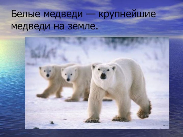 Белые медведи — крупнейшие медведи на земле.