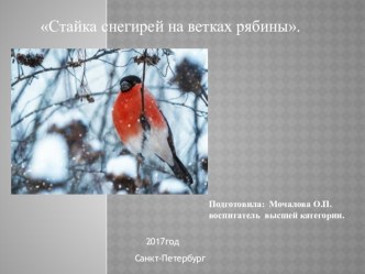 Презентация Стайка снегирей на ветках рябины. методическая разработка по окружающему миру (средняя группа)