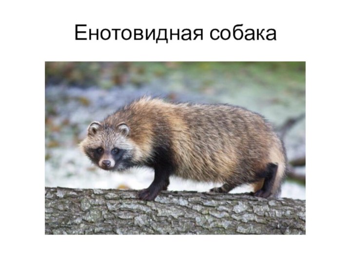 Енотовидная собака