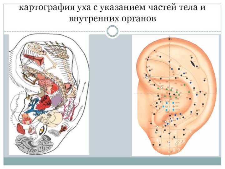 картография уха с указанием частей тела и внутренних органов