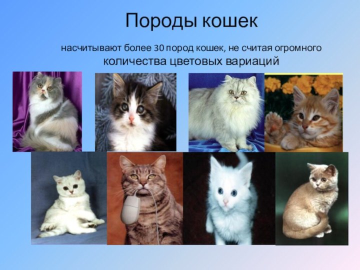 Породы кошек  насчитывают более 30 пород кошек, не считая огромного  количества цветовых вариаций