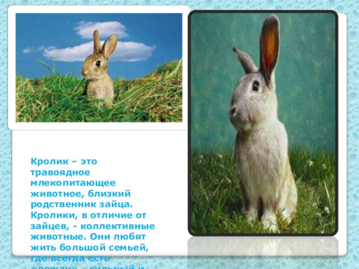 Кролик – это травоядное млекопитающее животное, близкий родственник зайца. Кролики, в отличие