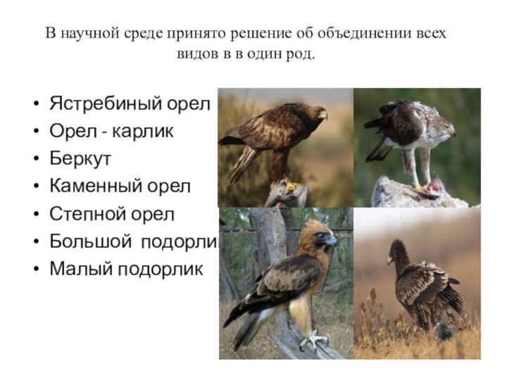 В научной среде принято решение об объединении всех видов в в один