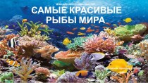 Самые красивые рыбы презентация