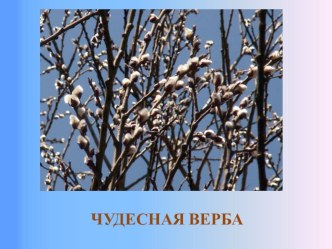 Презентация Чудесная верба презентация по окружающему миру