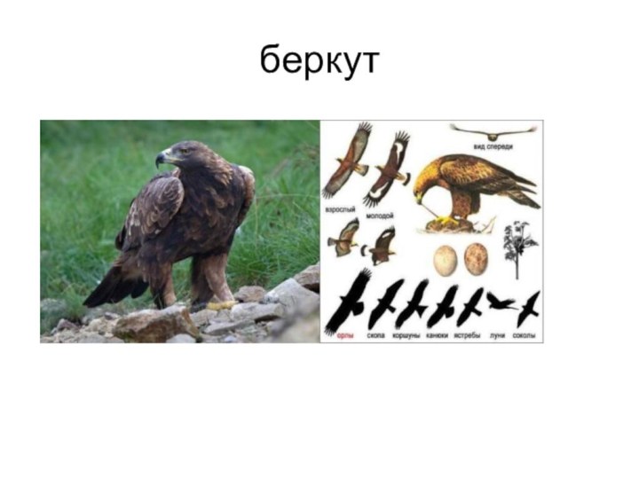 беркут