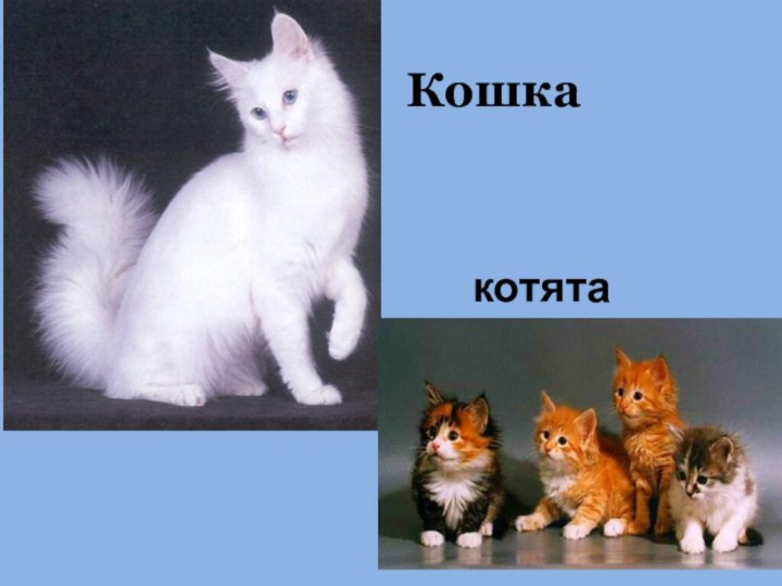 Кошкакотята