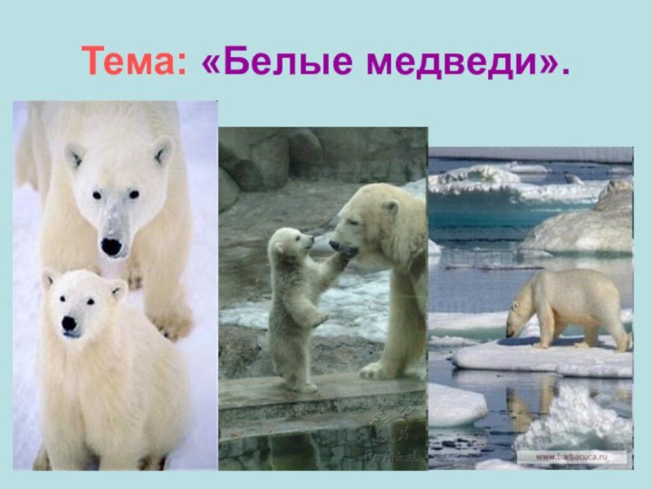 Тема: «Белые медведи».