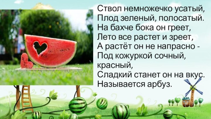 Ствол немножечко усатый, Плод зеленый, полосатый. На бахче бока он греет, Лето