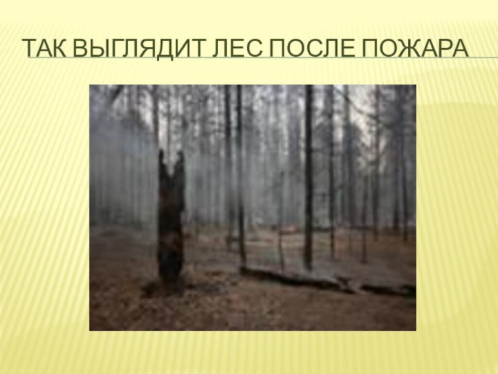 Так выглядит лес после пожара