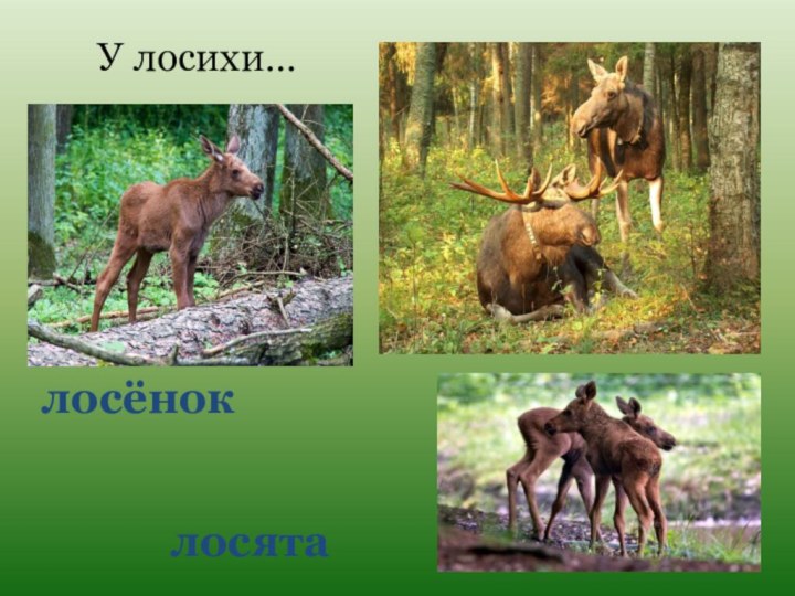 лосяталосёнокУ лосихи…