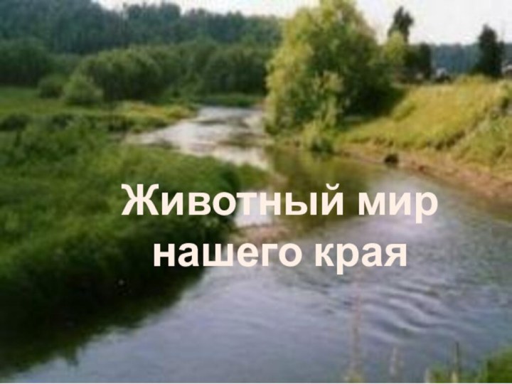 Животный мир нашего края