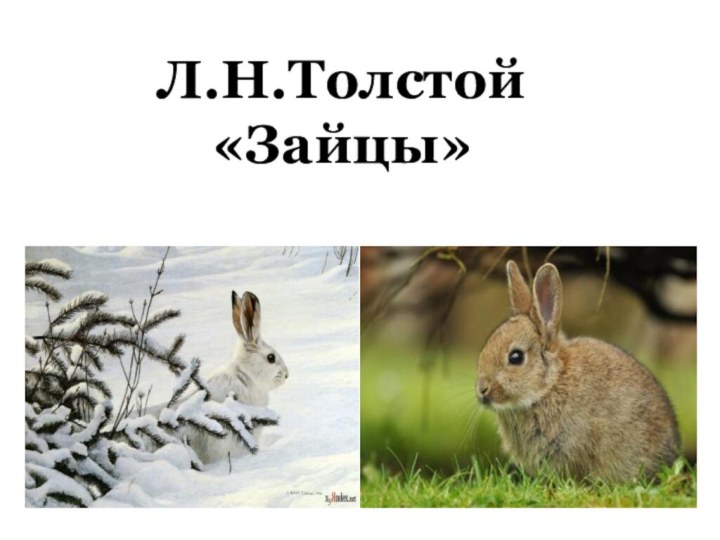Л.Н.Толстой «Зайцы»