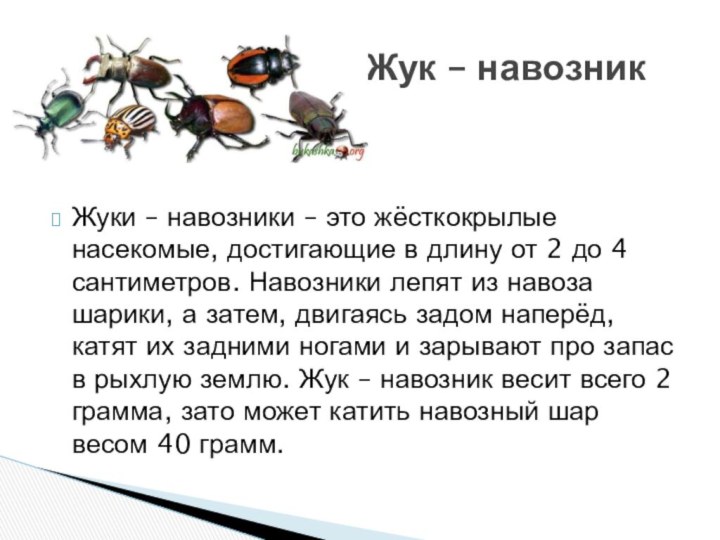 Жуки – навозники – это жёсткокрылые насекомые, достигающие в длину от 2