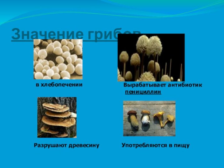 Значение грибовв хлебопеченииВырабатывает антибиотик пенициллинРазрушают древесинуУпотребляются в пищу