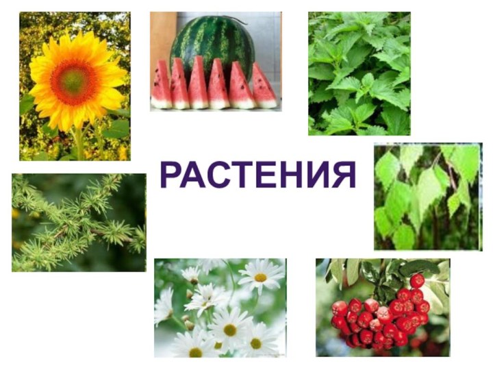 РАСТЕНИЯ