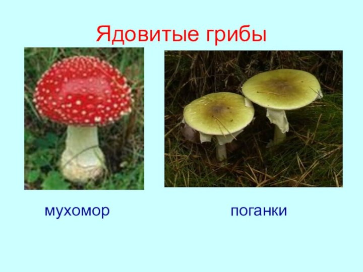 Ядовитые грибы   мухомор