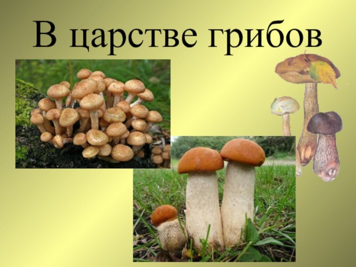 В царстве грибов