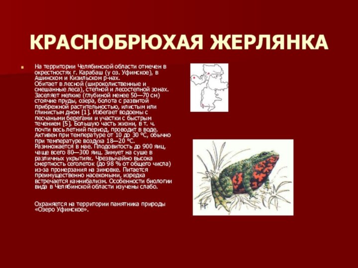 КРАСНОБРЮХАЯ ЖЕРЛЯНКА На территории Челябинской области отмечен в окрестностях г. Карабаш (у