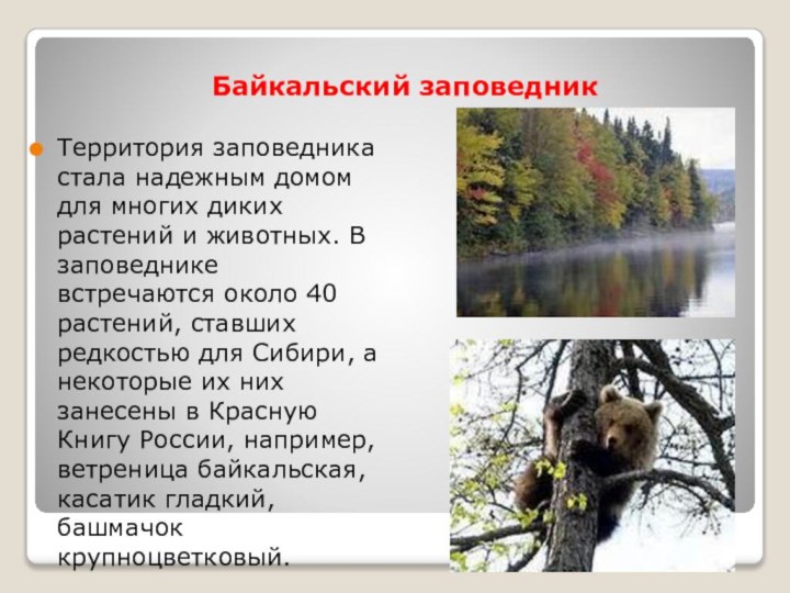 Байкальский заповедникТерритория заповедника стала надежным домом для многих диких растений и животных.