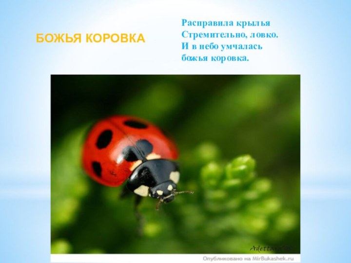 БОЖЬЯ КОРОВКА Расправила крылья Стремительно, ловко. И в небо умчалась божья коровка.
