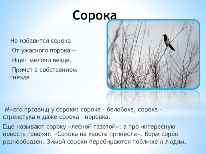 Сорока Не избавится сорока От ужасного порока — Ищет мелочи везде, Прячет