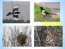 Зимующие птицы на гнездах методическая разработка по окружающему миру