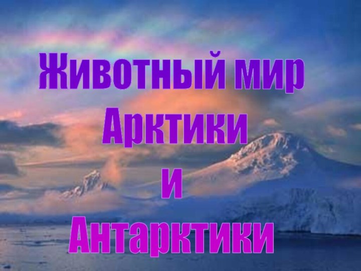 Животный мир Арктики и Антарктики