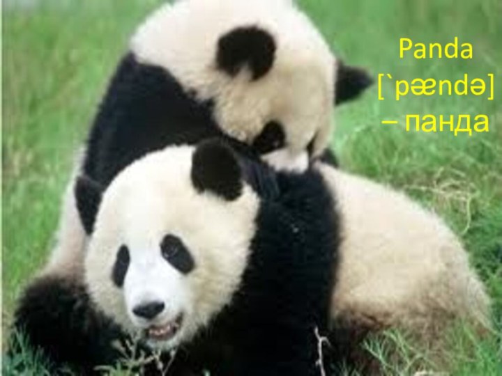 Panda [`pᴂndə] – панда