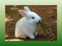 Презентация по окружающему миру Рассматривание кролика для средней группы презентация к уроку (средняя группа)
