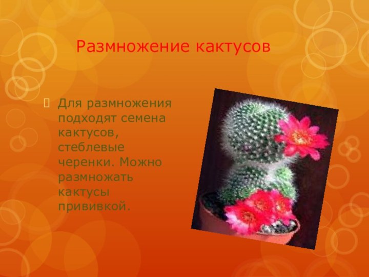 Размножение кактусовДля размножения подходят семена кактусов, стеблевые черенки. Можно размножать кактусы прививкой.