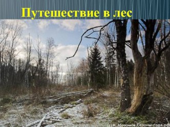 презентация к нод Путешествие в лес план-конспект занятия по окружающему миру (младшая группа)