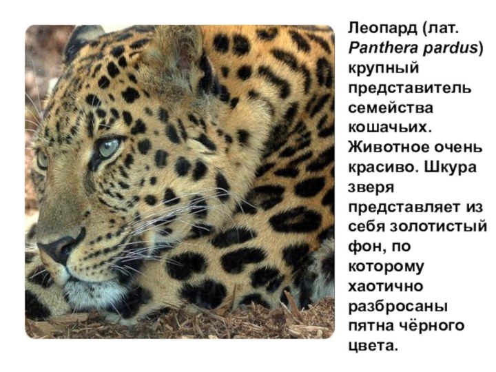 Леопард (лат. Panthera pardus) крупный представитель семейства кошачьих. Животное очень красиво. Шкура