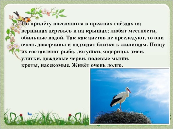 По прилёту поселяются в прежних гнёздах на вершинах деревьев и