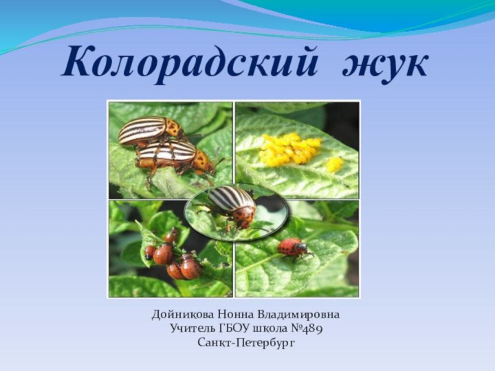 Дойникова Нонна ВладимировнаУчитель ГБОУ школа №489Санкт-Петербург     Колорадский жук