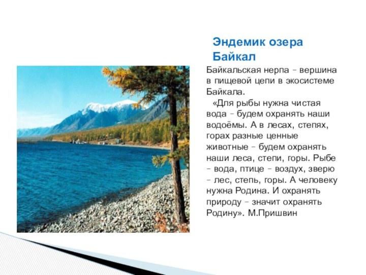 Эндемик озера БайкалБайкальская нерпа – вершина в пищевой цепи в экосистеме Байкала.